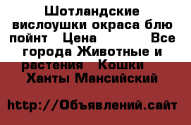 Шотландские вислоушки окраса блю пойнт › Цена ­ 4 000 - Все города Животные и растения » Кошки   . Ханты-Мансийский